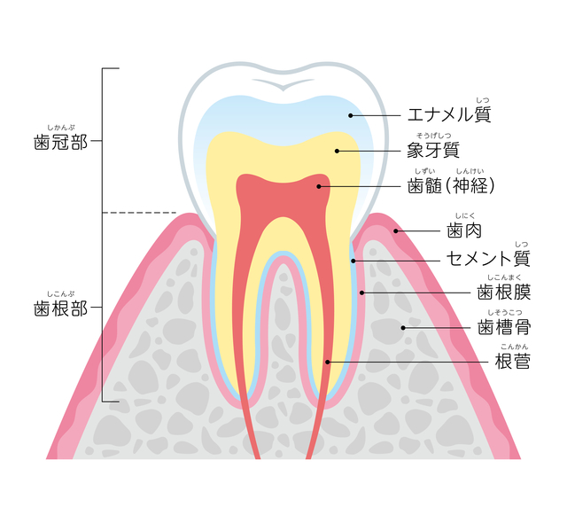 歯根　歯根吸収　矯正治療