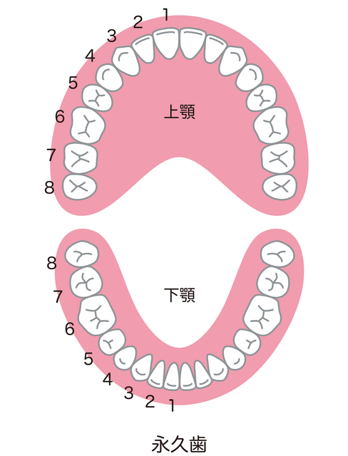 歯　口腔内　歯根吸収