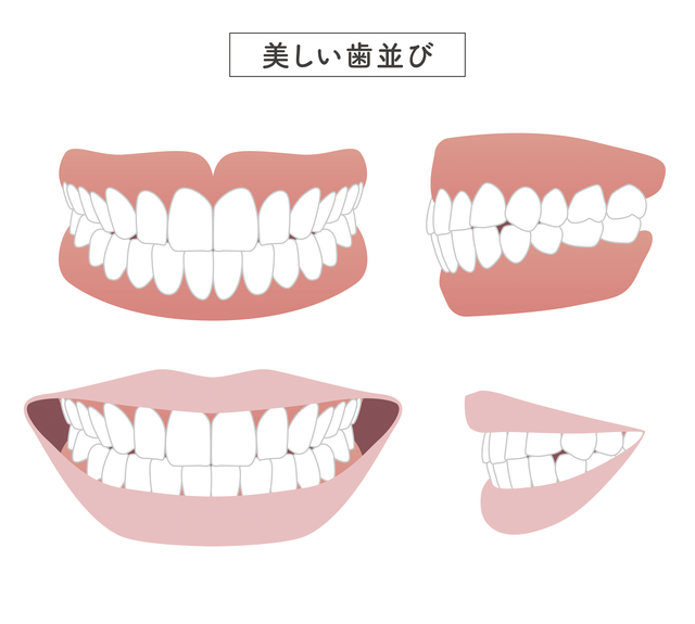 綺麗な歯並び　美しい歯並び　歯科矯正